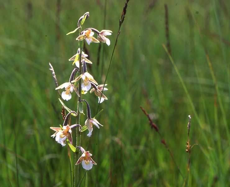 orchidée des marais de la réserve naturelle d'Annecy