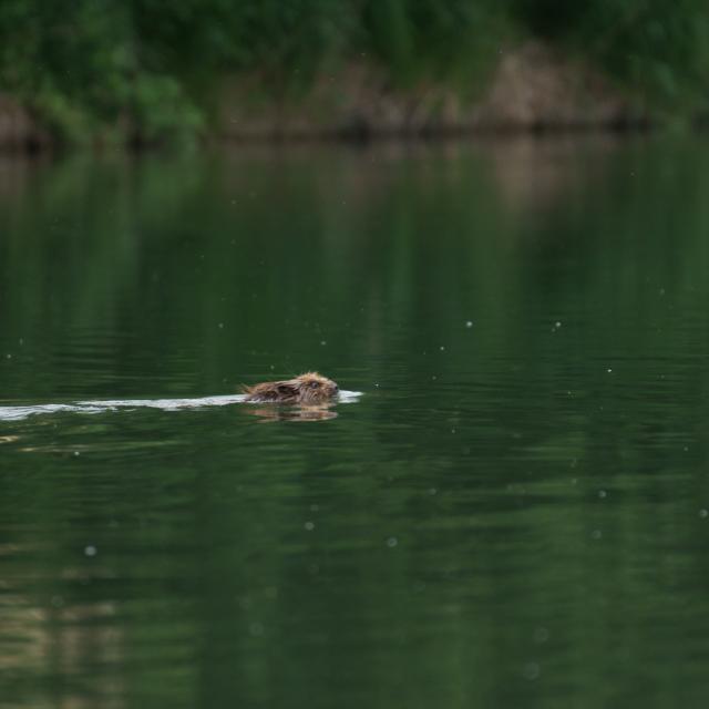 un castor d'Europe qui nage