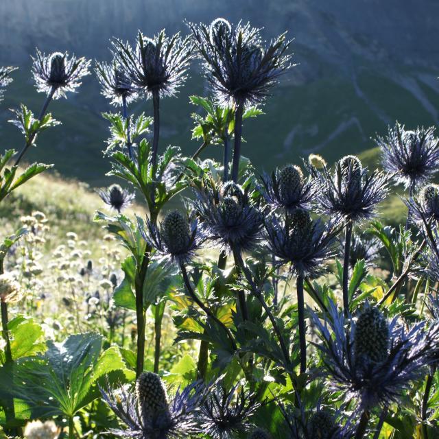 chardon bleu