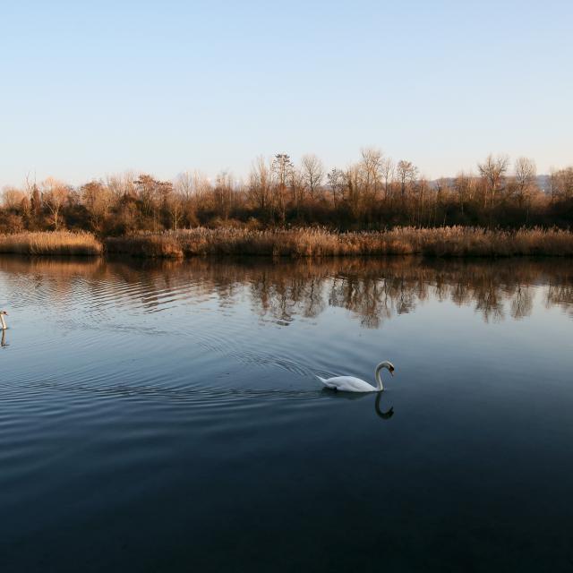 Un cygne sur la Dranse