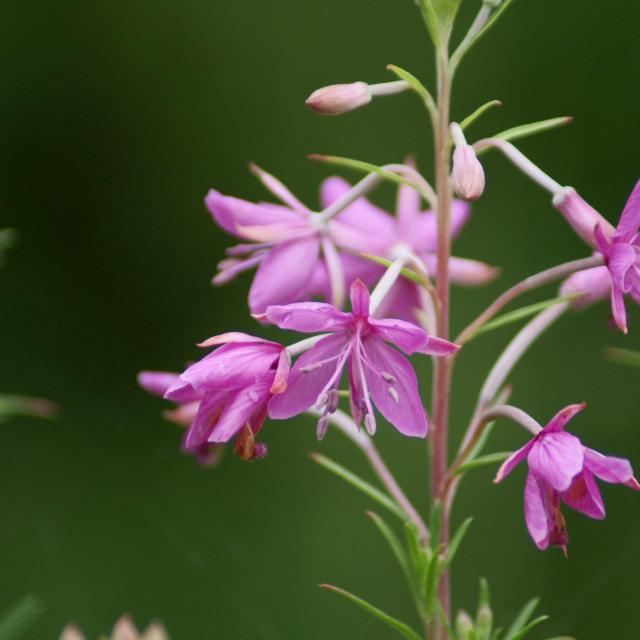 épilobe à feuille de romarin