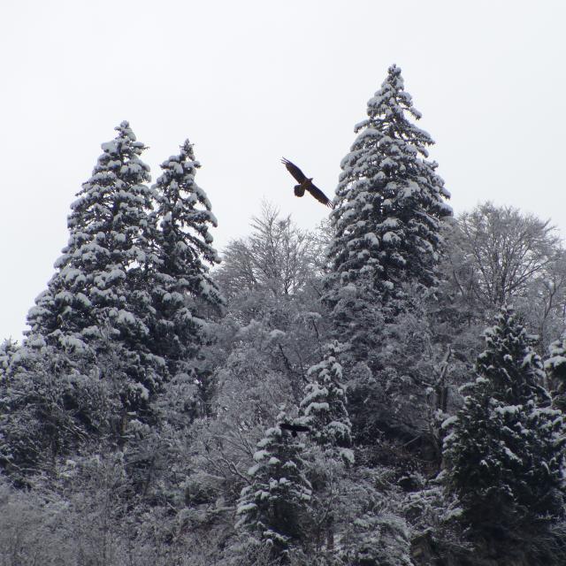 gyapète barbu volant entre les sapins