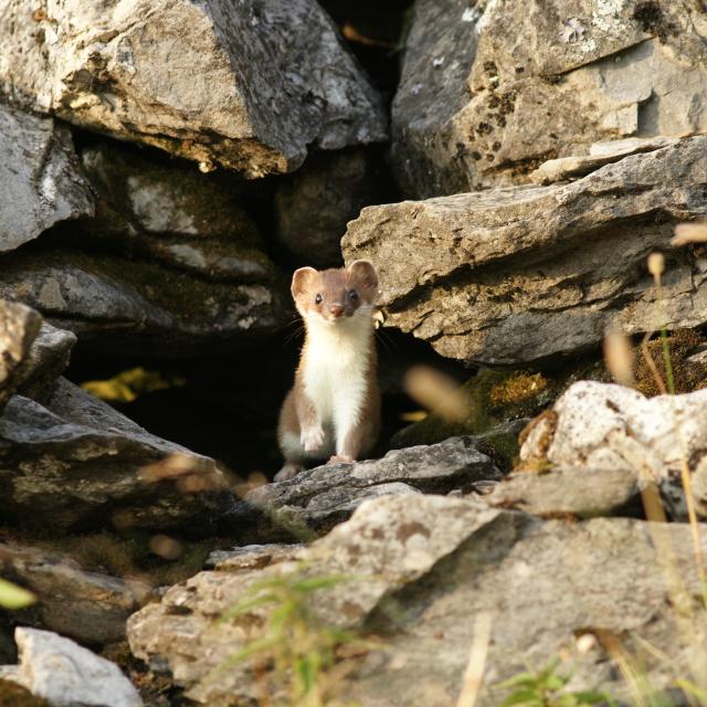 hermine se dressant sur ses pattes