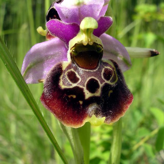 Ophrys bourdon