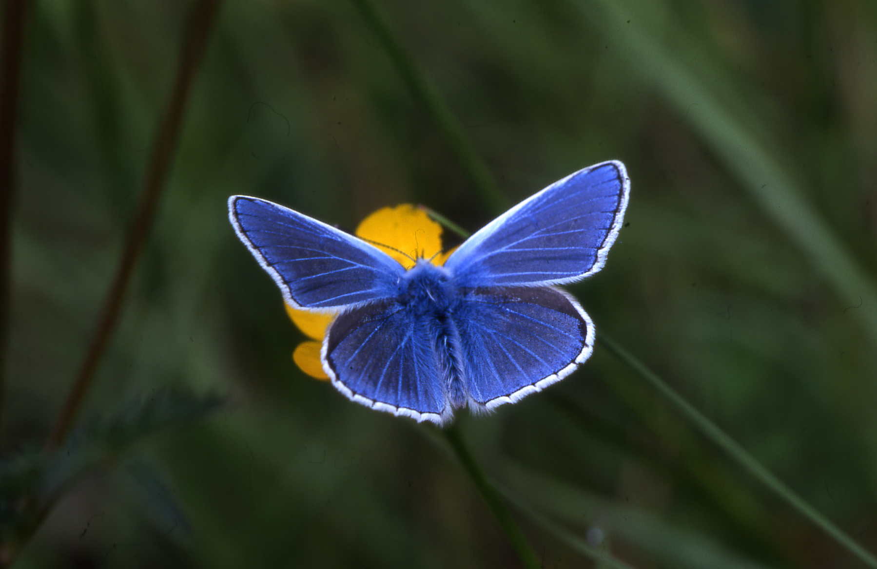Papillon de la réserve naturelle d'Annecy