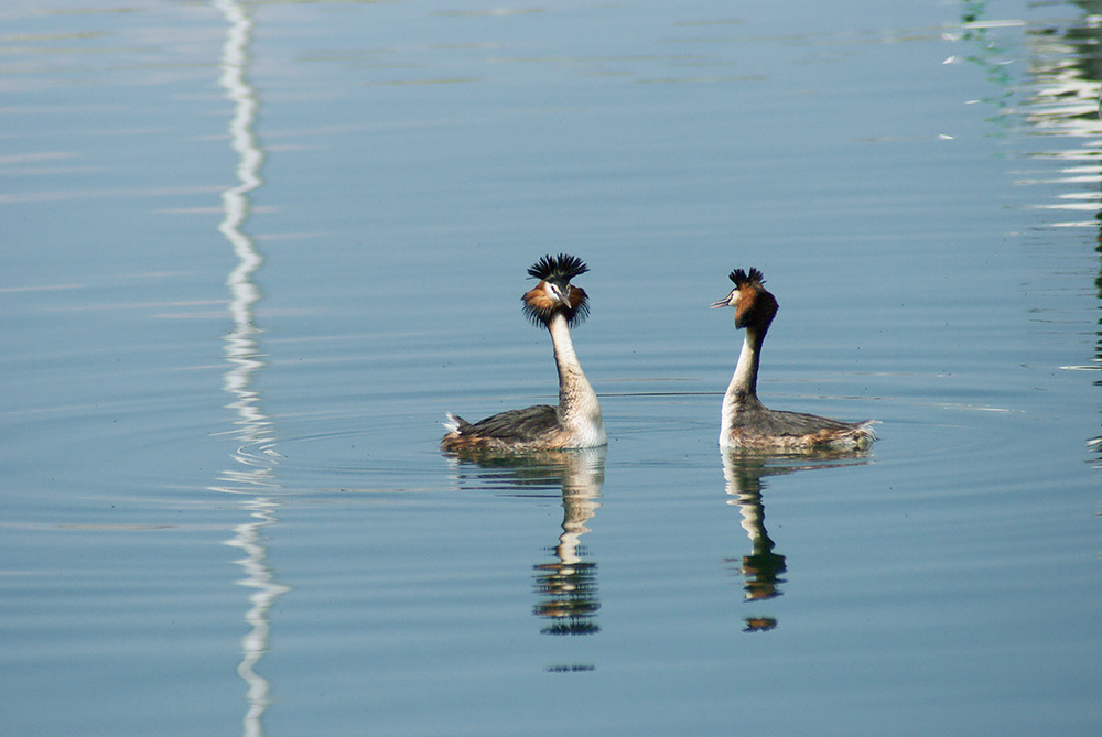 canards dans de la réserve naturelle d'Annecy