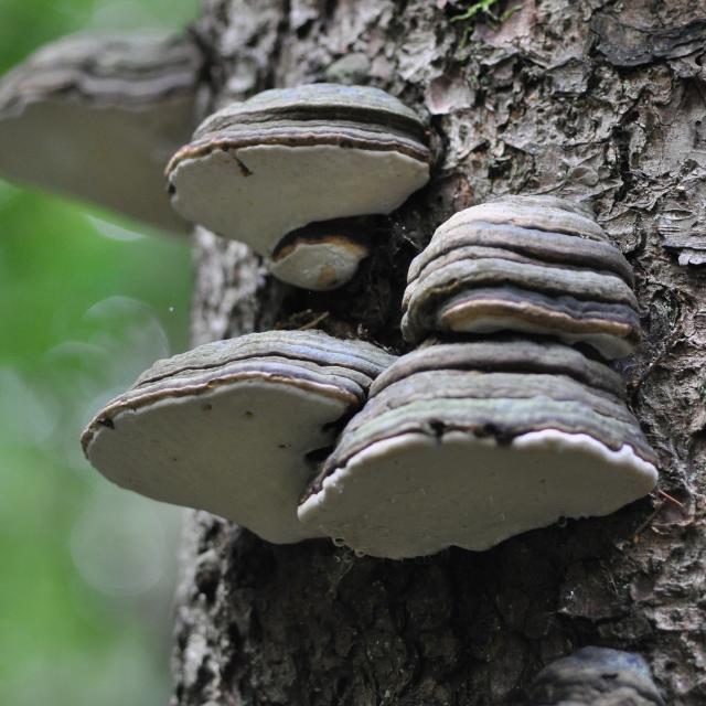 polypore marginé