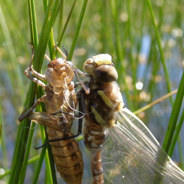 deux libellules l'une sur l'autre