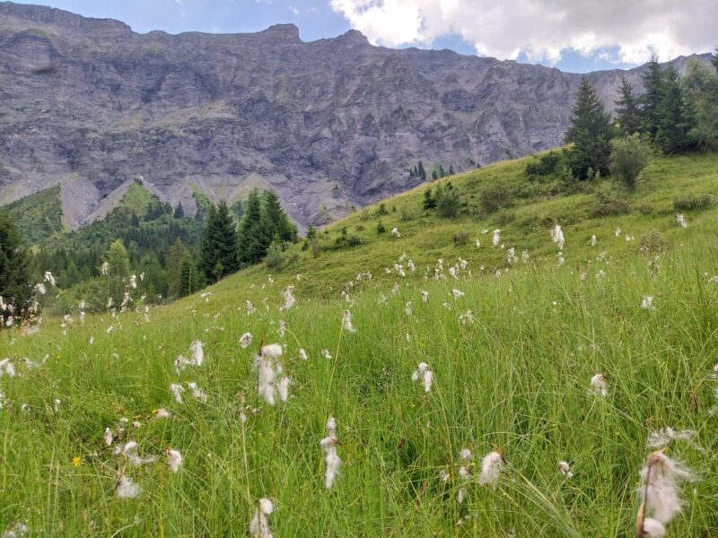 Zones humides de Megève et Praz-sur-Arly