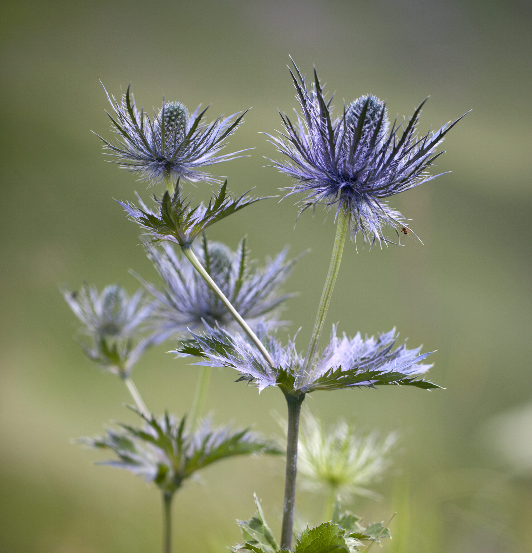 Flore - Chardon_bleu