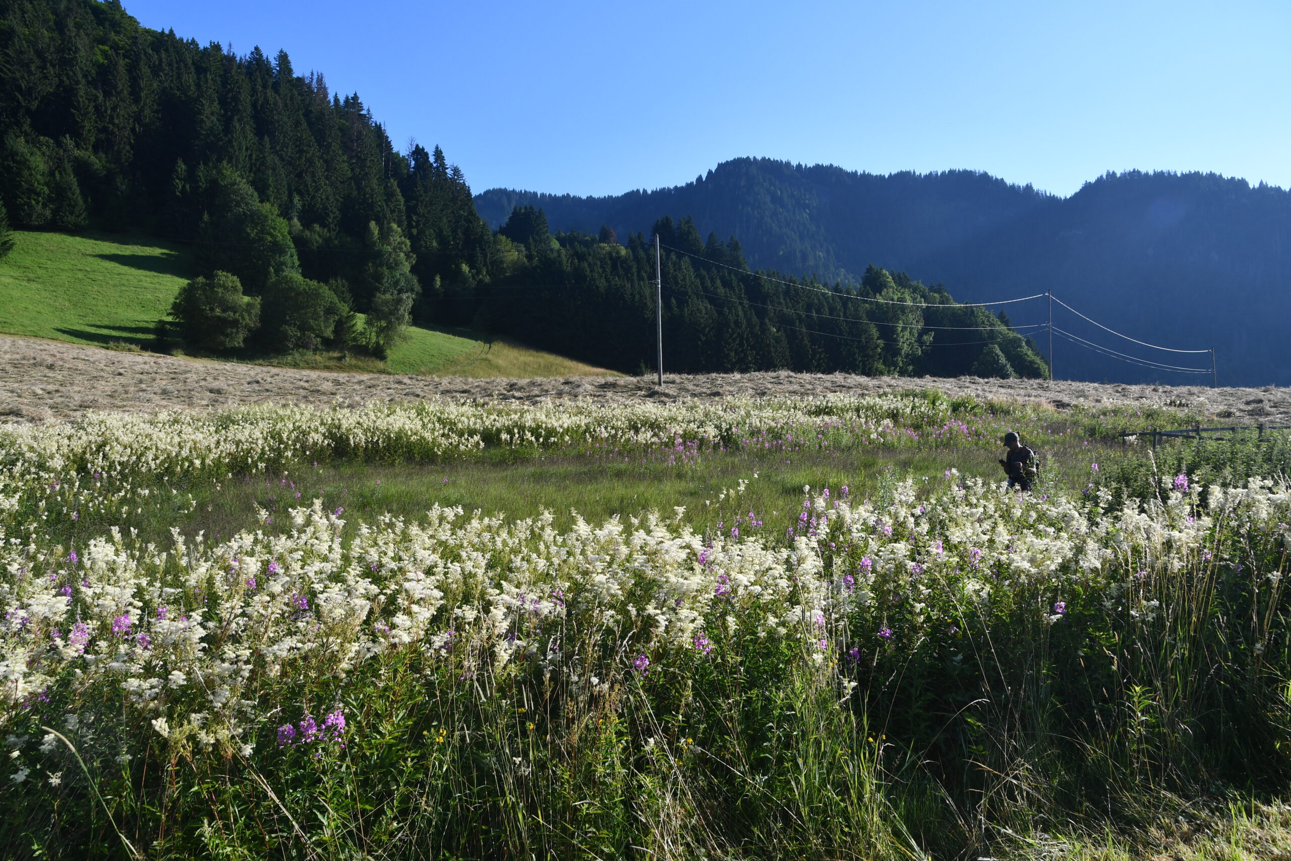 flore dans Zones humides de Megève et Praz-sur-Arly