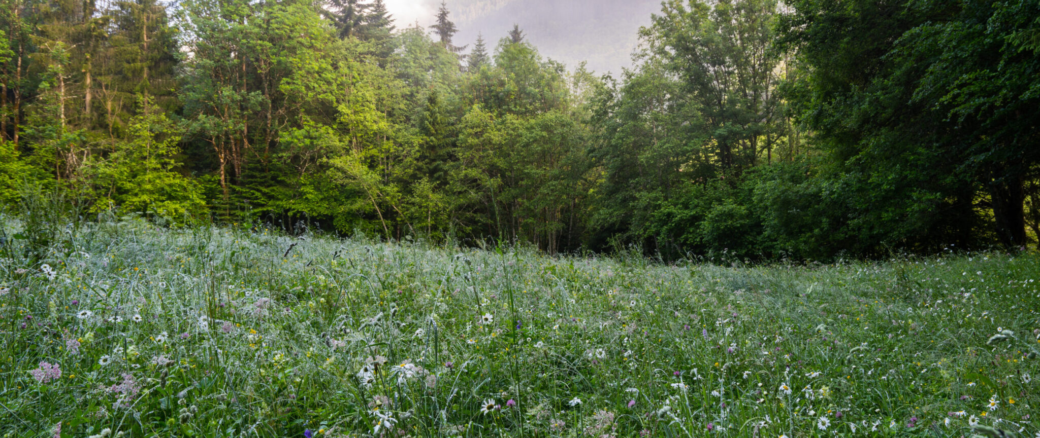 Forêts