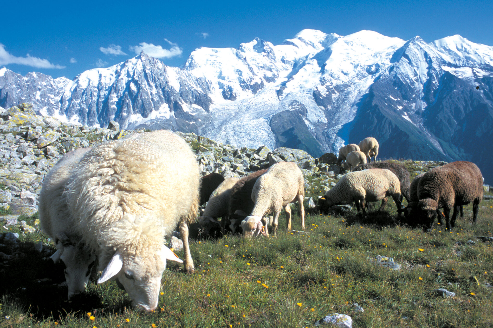 pâturage-moutons