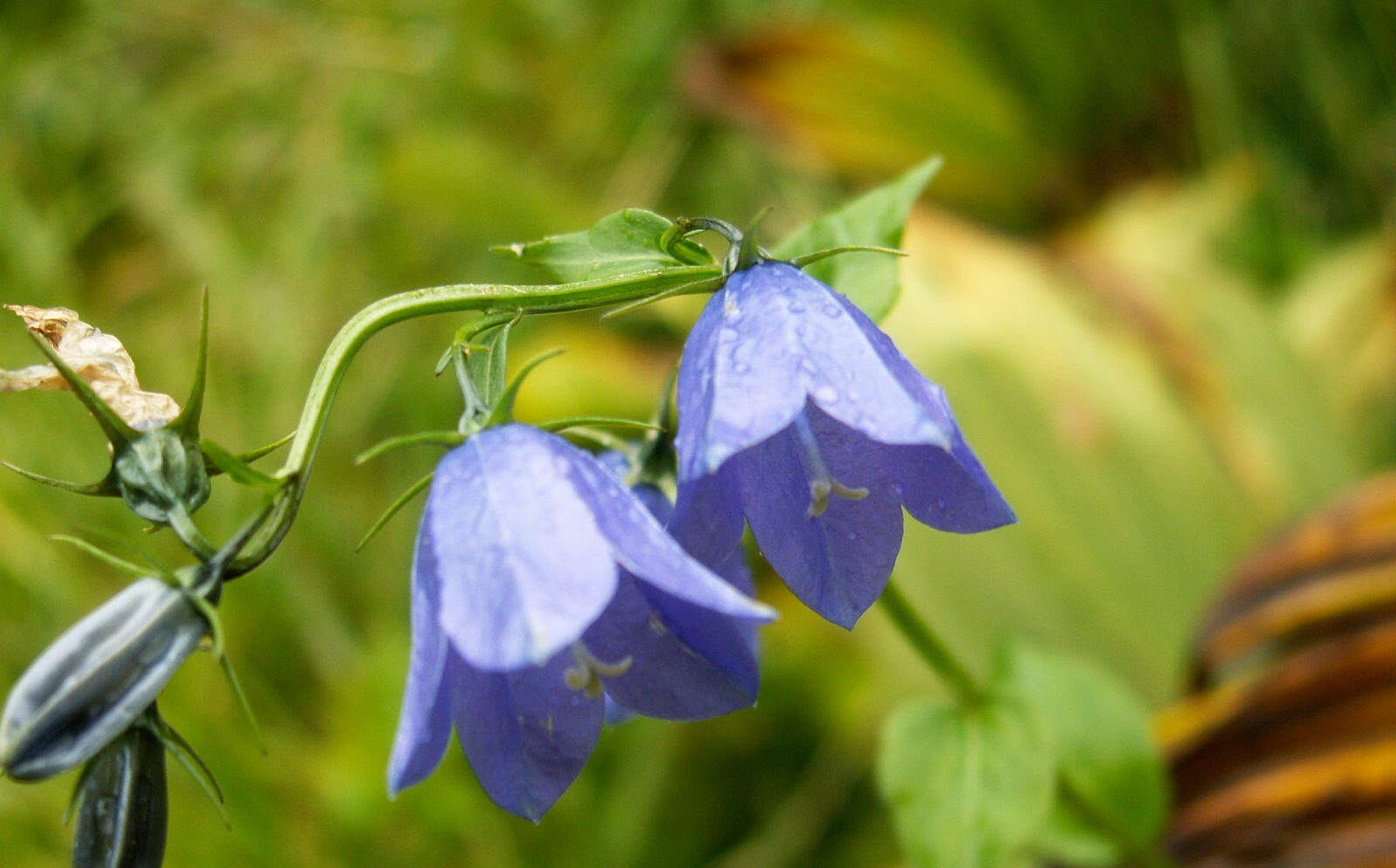flore KONICA MINOLTA DIGITAL CAMERA