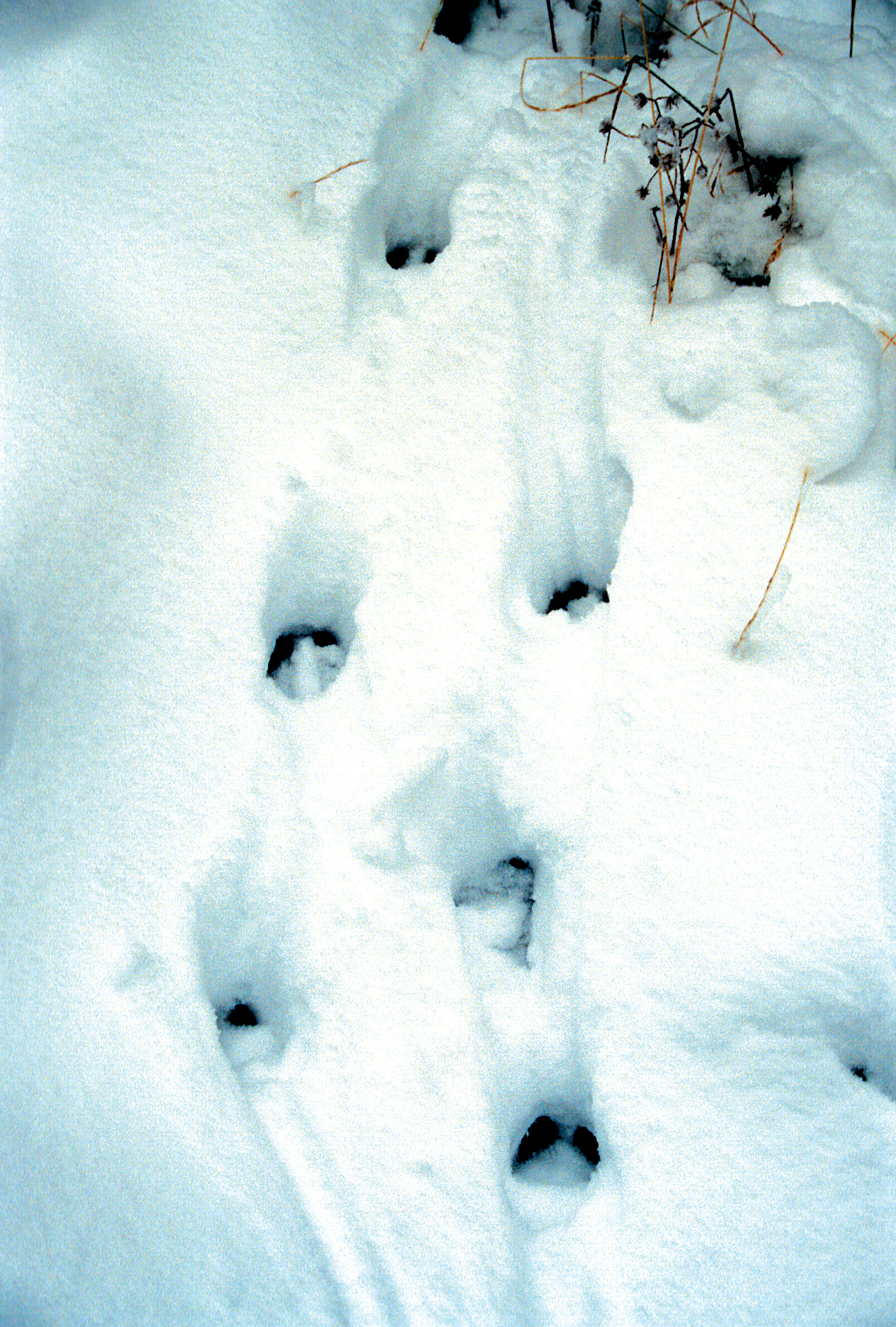 contamines empreinte