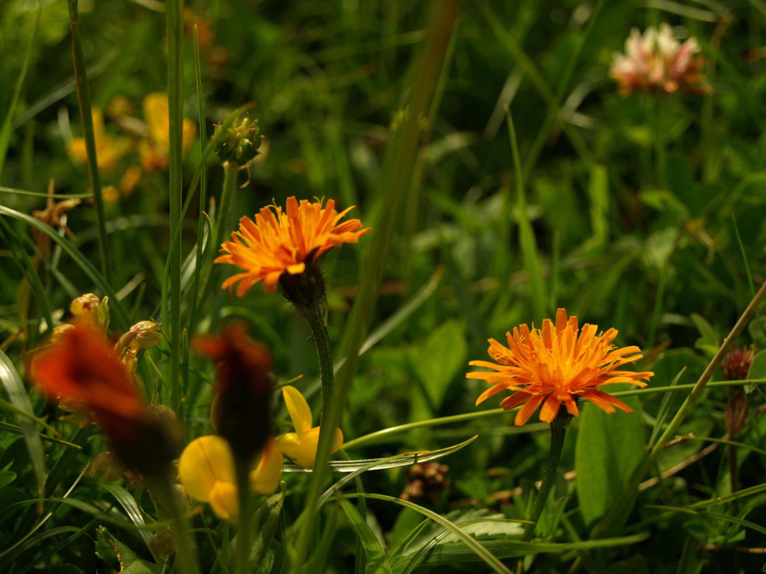 flore OLYMPUS DIGITAL CAMERA