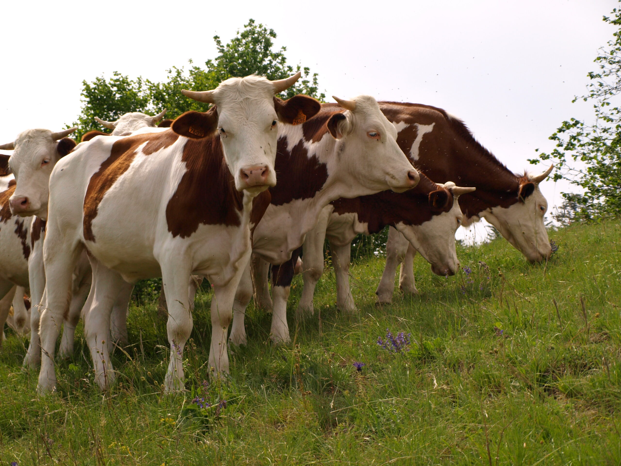 paturage-vache-ps-massingy